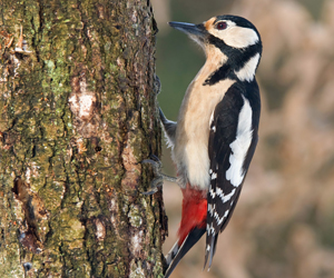 Тоншуур (Алаг тоншуур)